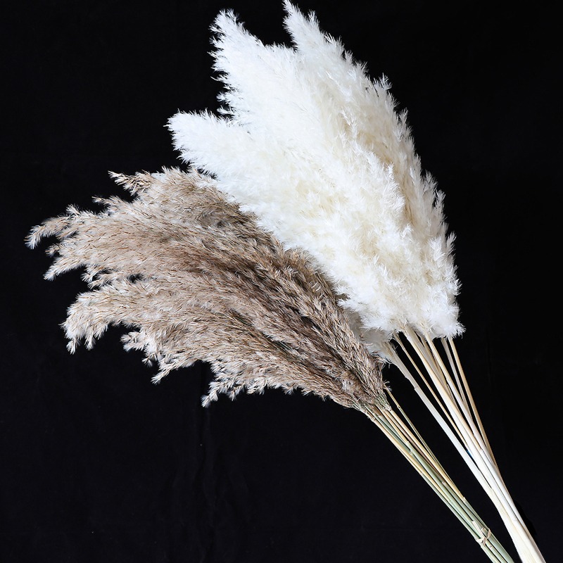 10 قطع من أعشاب البامباس الطبي - مراجعة Pampas Grass Decor وسعره